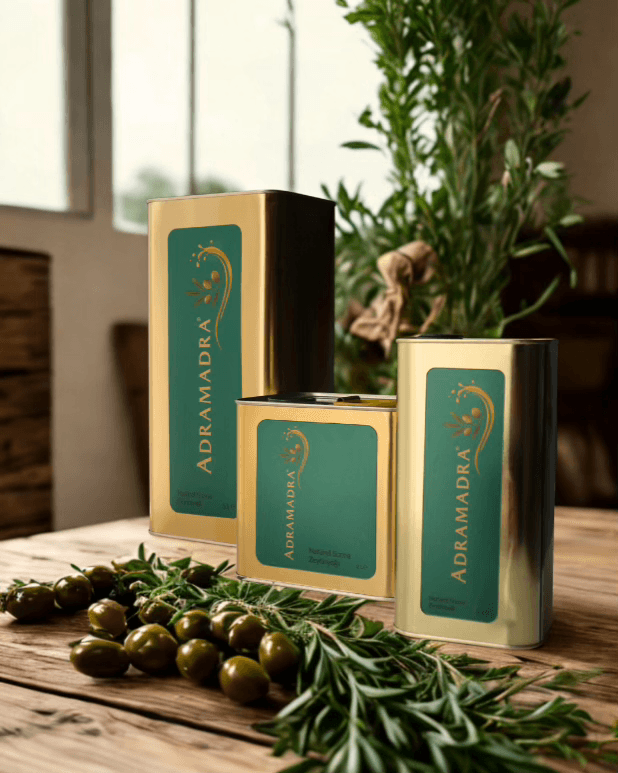 Madra Dağları eteklerinde zeytin ağaçları